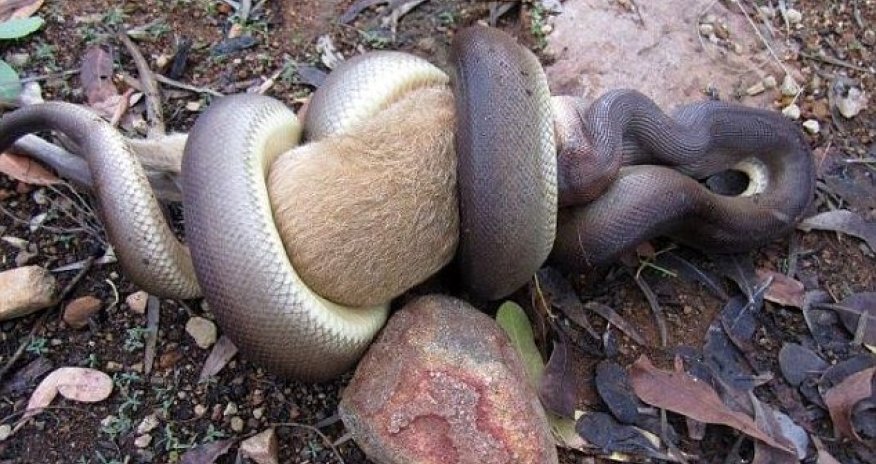 Grisly scene as python swallows a wallaby WHOLE