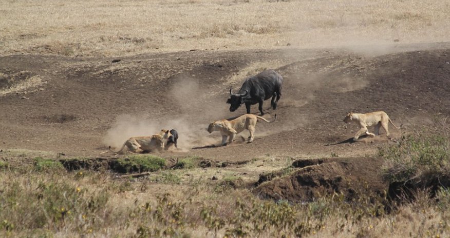 Buffalo takes on THREE hungry lions to rescue young calf