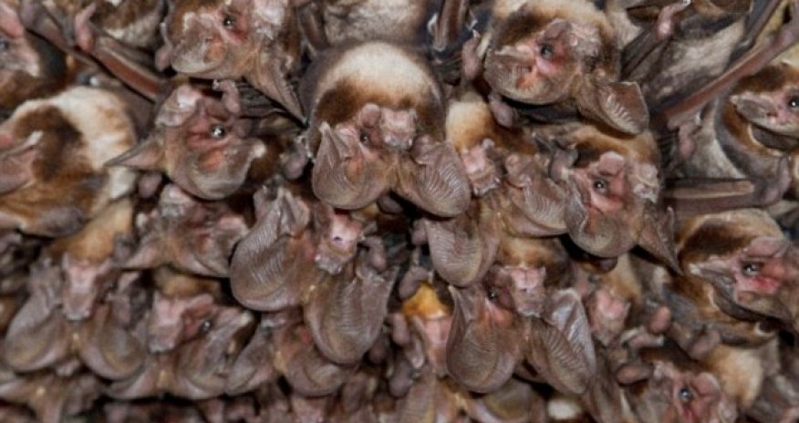 Scientists believe 'young boy playing near colony of infected bats' sparked the crisis