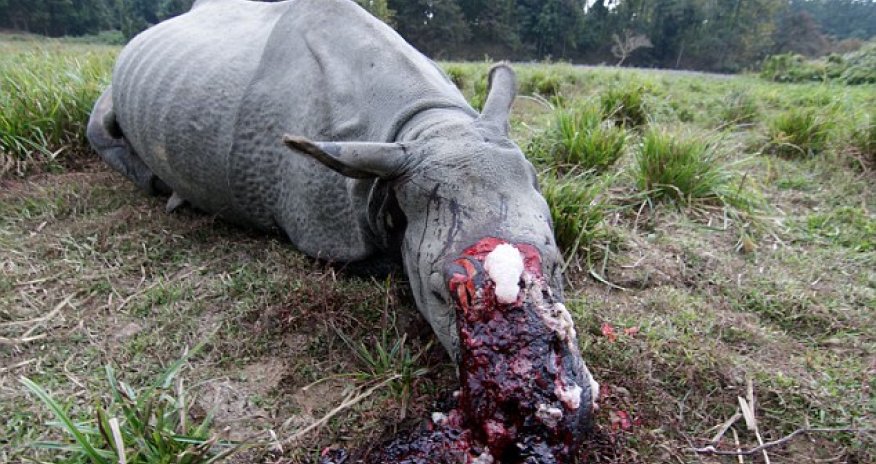 Second one-horned rhino in the space of a month butchered
