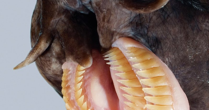 Meet the world's ugliest endangered animals