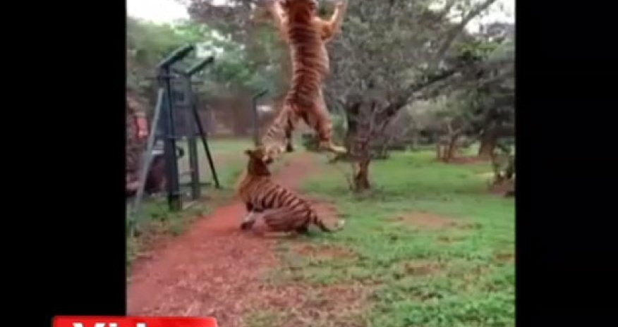 Yemək üçün 3 metr hündürlüyə tullandı - VİDEO