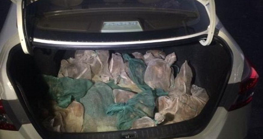 That's some monkey business