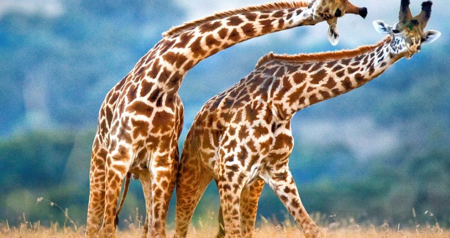 Giraffes in love neck too