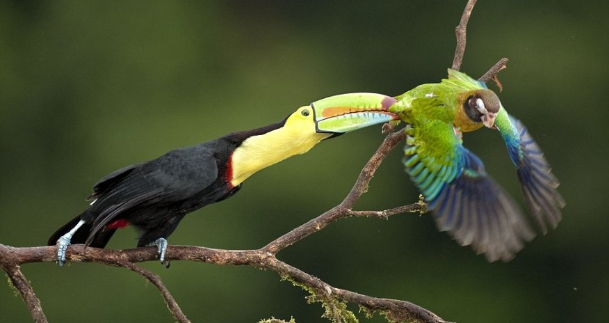Globetrotting photographer captures perfect wildlife action shots