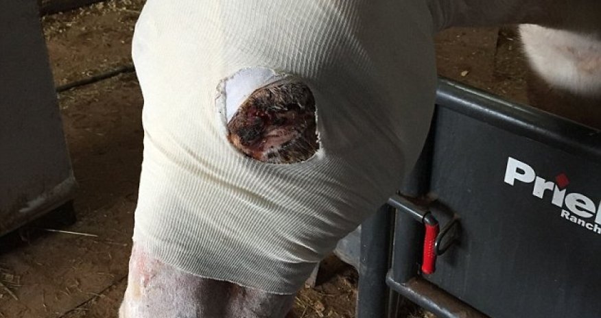 Horse left tangled in barbed wire fencing for two days