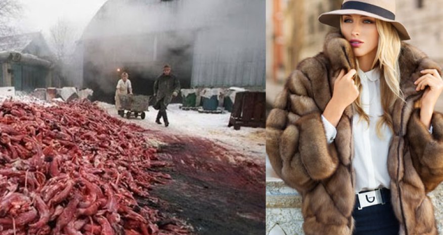 Qızlar, sizin geyindiyiniz xəz paltarlar belə düzəldilir - FOTOLAR