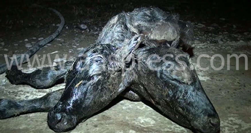 Azərbaycanda ikibaşlı buzov doğuldu - FOTOLAR