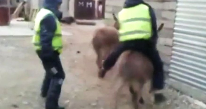 Полицейских проверяют за катание на ослике