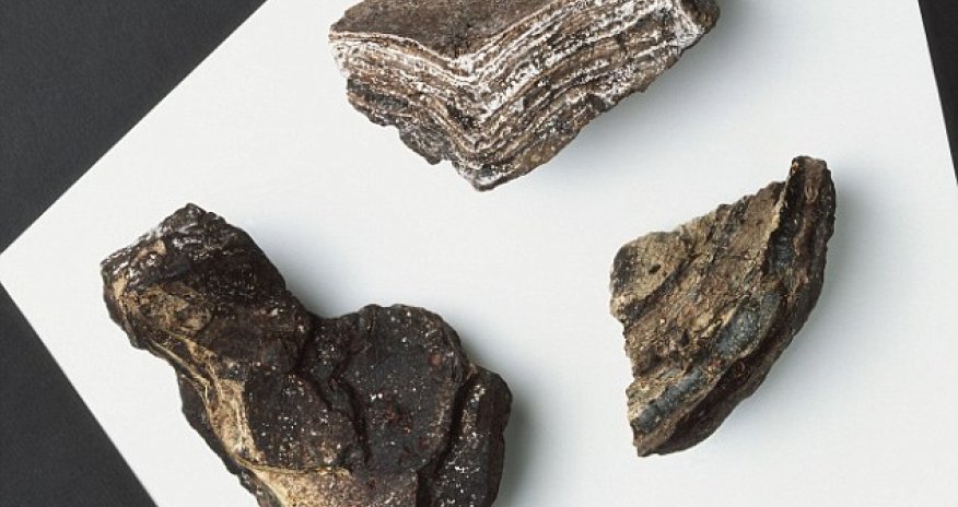 Whale vomit is an APHRODISIAC