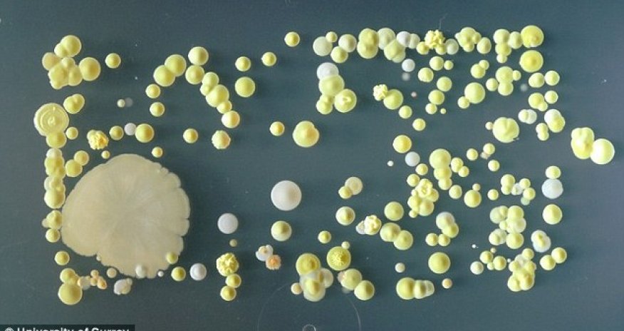 How filthy is YOUR phone?