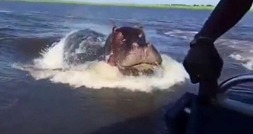 Now that's a hungry Hippo!