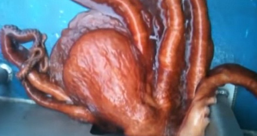 Octopus escapes from an Alaskan fishing boat