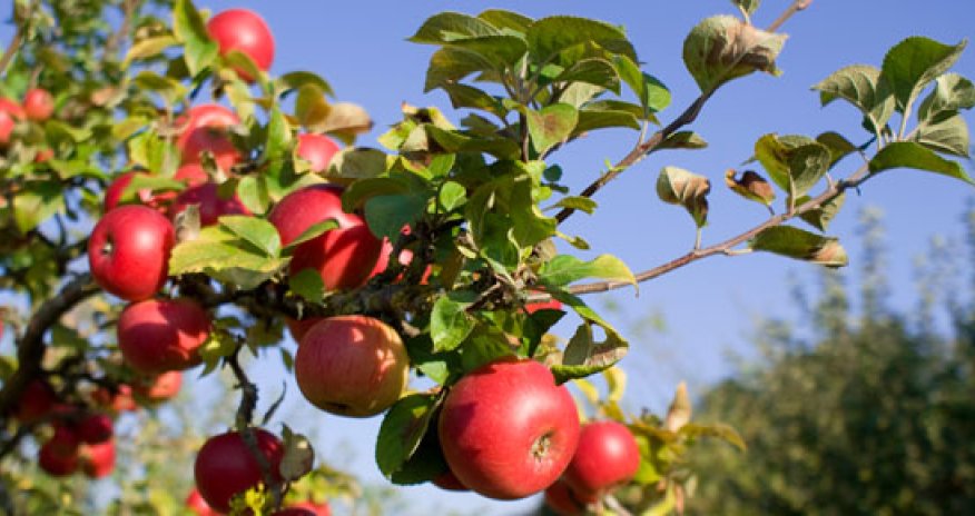 Meyvə ağaclarının yox olma təhlükəsi - Xəbərdarlıq