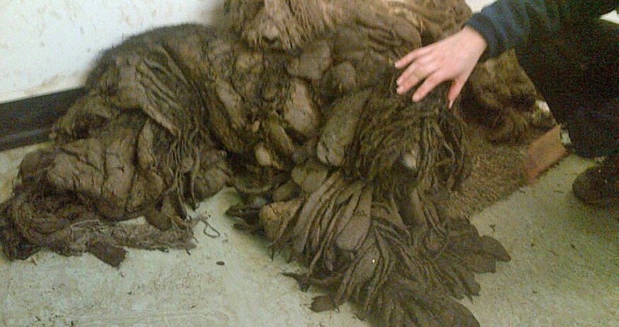 Amazing transformation of abandoned poodles which were barely even recognisable as dogs