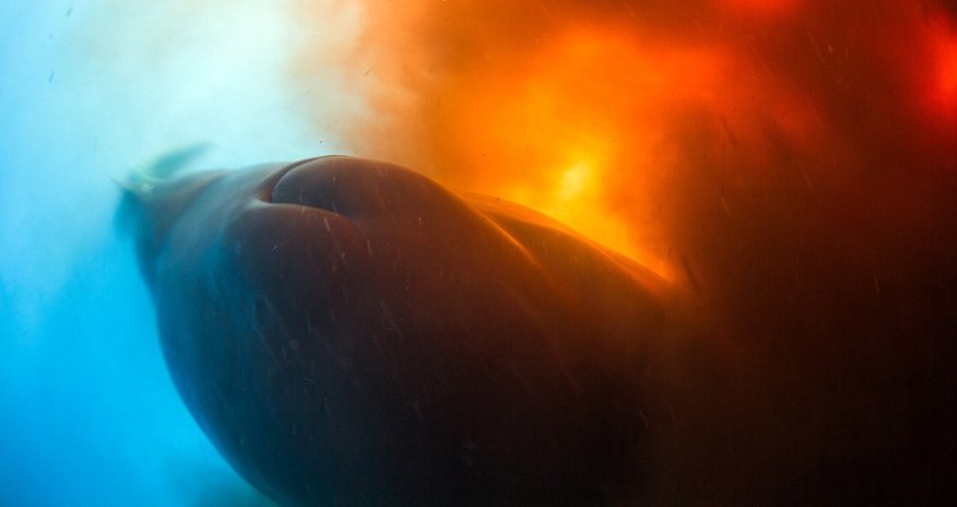 The moment divers were caught up in a 30-metre wide bowel movement