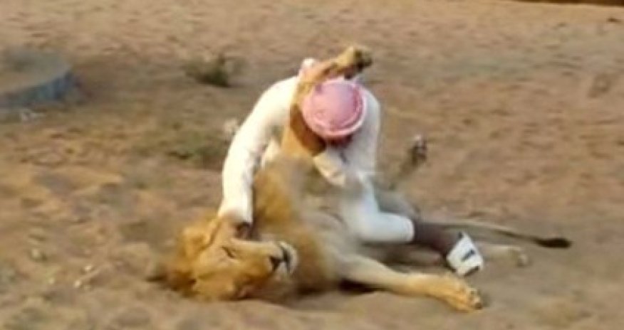 Рукопашная со львом