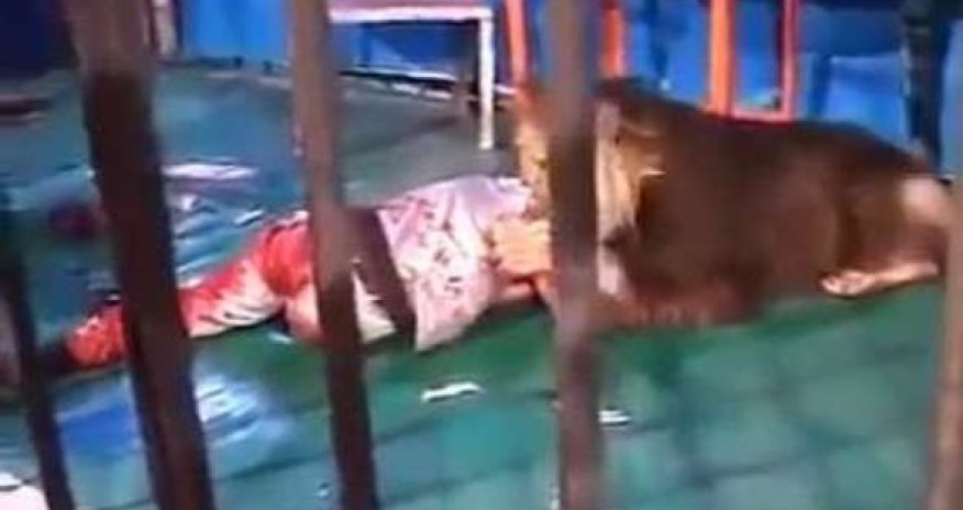 Qəzəblənmiş aslan öz təlimçisini parçaladı