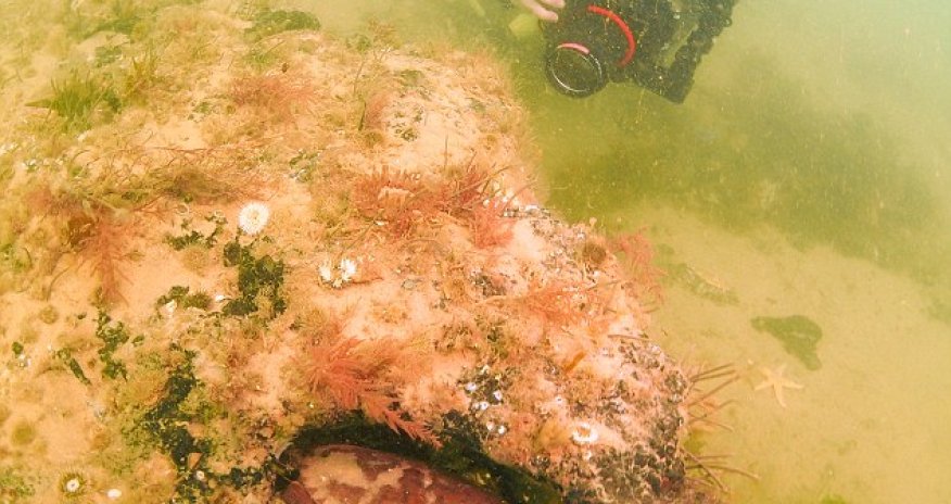 10,000-year-old FOREST hidden under the North Sea