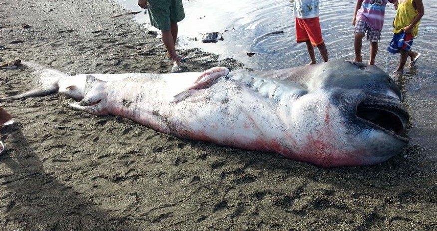 Найдена редкая акула-гигант