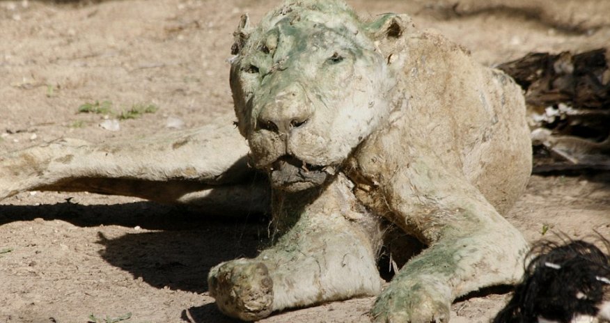 Dozens of animals starve at animal ‘attraction’ in Gaza