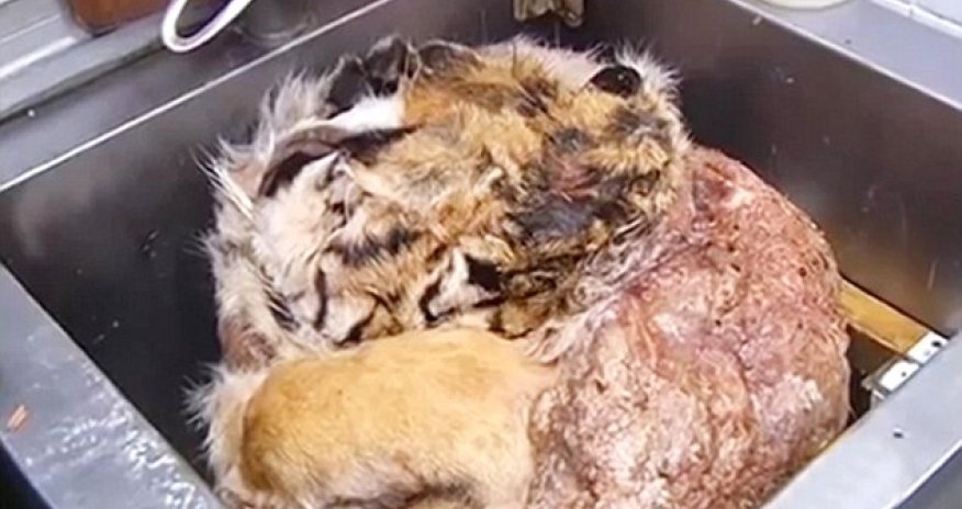 The restaurant with LEOPARD and TIGER on the menu