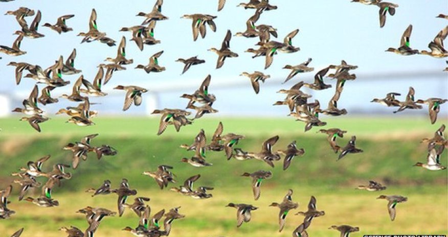 'Wild birds may spread flu virus'