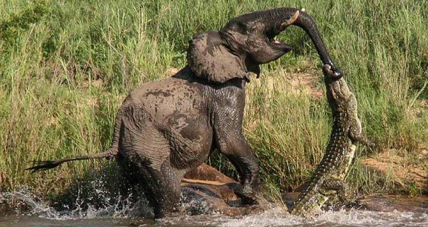 Crocodile snaps elephant's jaws around its trunk