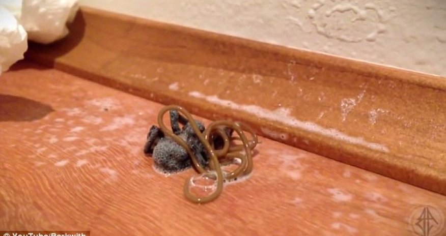 Parasitic worm erupts from a spider's body