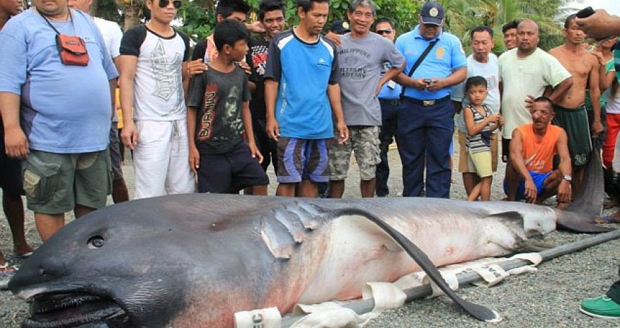 'Toothless' monster from the deep