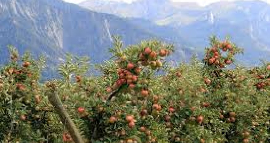 Фермеры вынужденно уничтожают урожай яблок