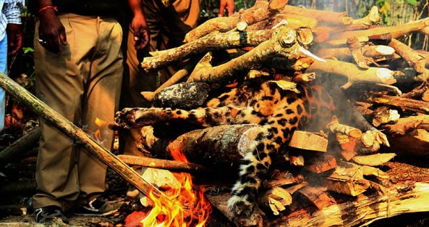 Indian officials burning the body of an endangered leopard