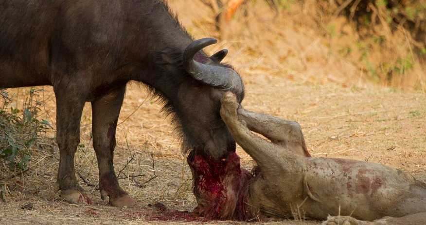 Battle to the death