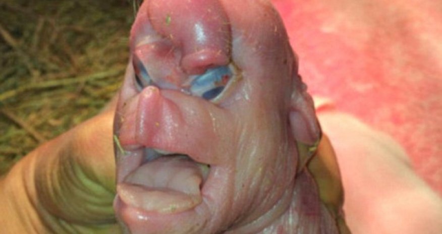 Piggy born with terrible deformities including ‘a face like a human's'