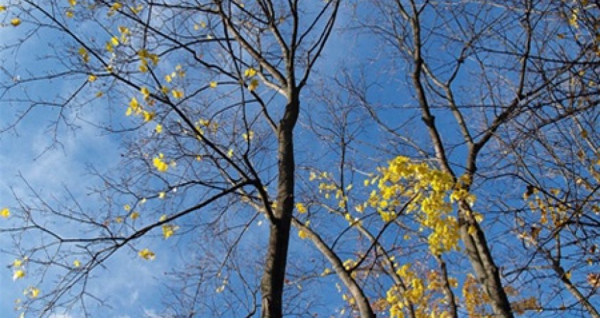 Baku weather forecast for Feb.11