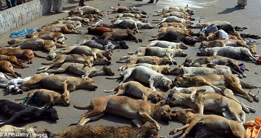 Dozens of dogs killed in Pakistan in response to rising numbers of strays