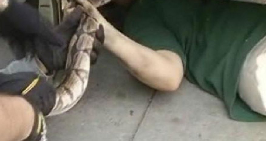 Змея в автомобиле