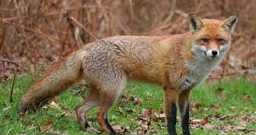 Bakı Zooparkında vəhşi heyvan qadını dişlədi