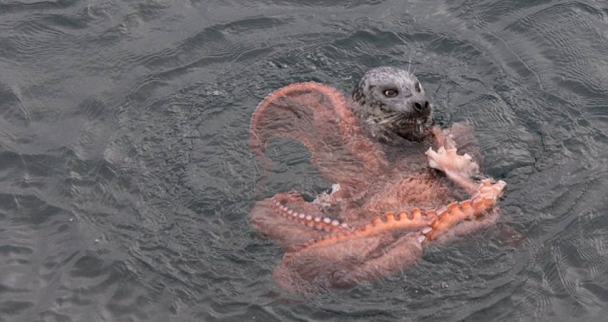 Struggle between a giant octopus and a determined seal