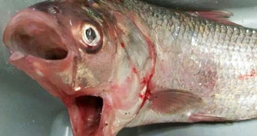 Another creature from the deep