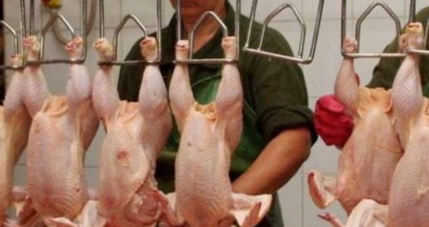 Nazirlikdən broyler toyuqları ilə bağlı AÇIQLAMA