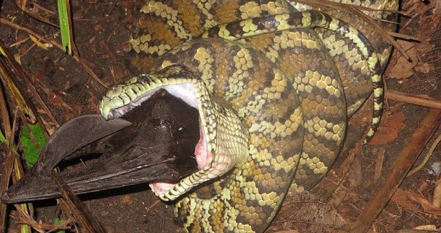 Carpet python devours a flying fox whole