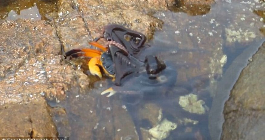 OCTOPUS launches a surprise attack from a rock pool on an unsuspecting crab