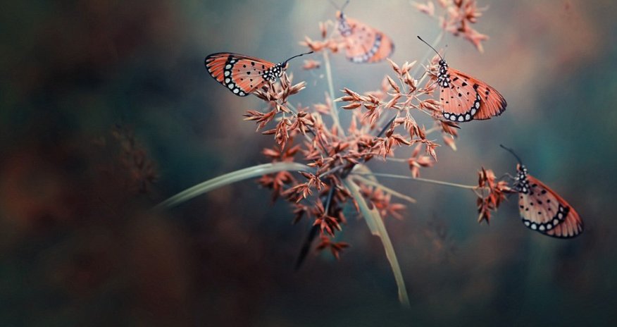 The beautiful and the bizarre come together in the world’s greatest photographs