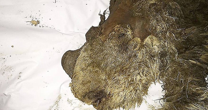 First ever baby woolly rhino unearthed