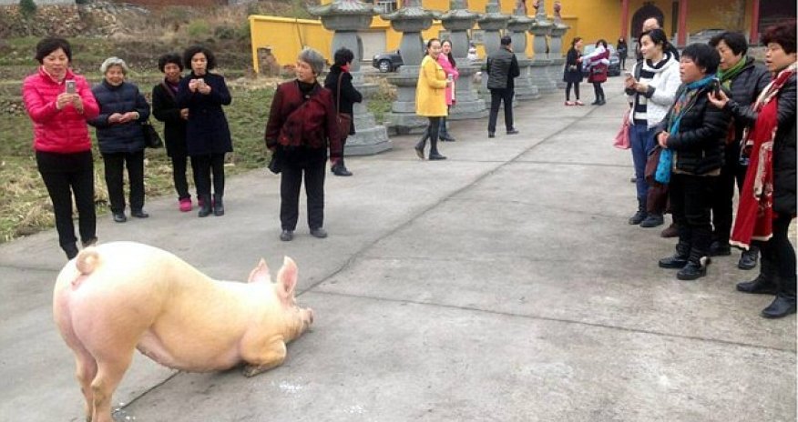150kg fugitive pig 'praying' before a Buddhist temple
