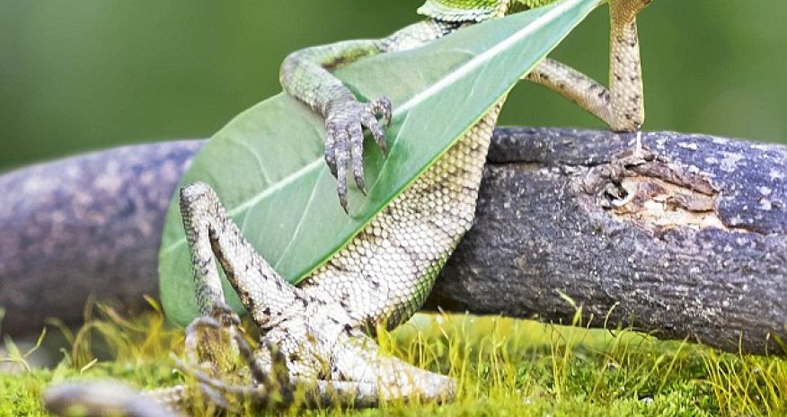 Is he playing Thin Lizard?