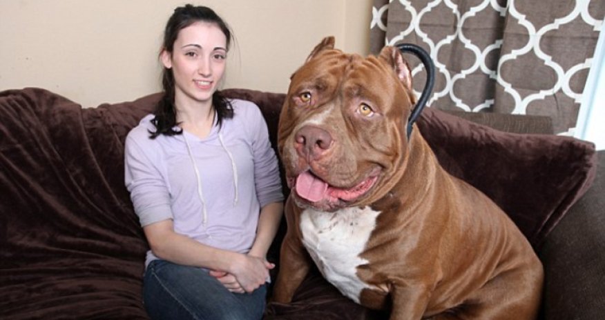 Рацион питбулей