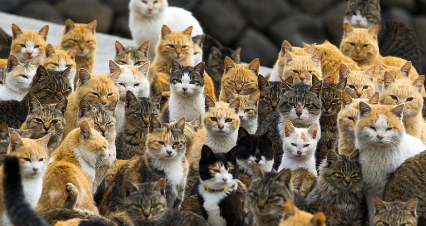 The island where it's reigning cats...