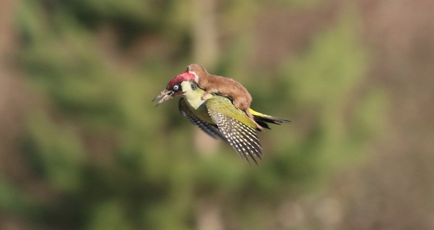 Weasel hitching a ride on the back of a woodpecker